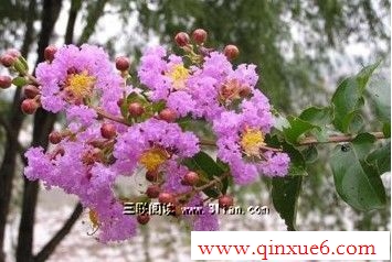 ޱֳ-Ķ