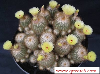 Ҫhttp://www.qinxue6.com